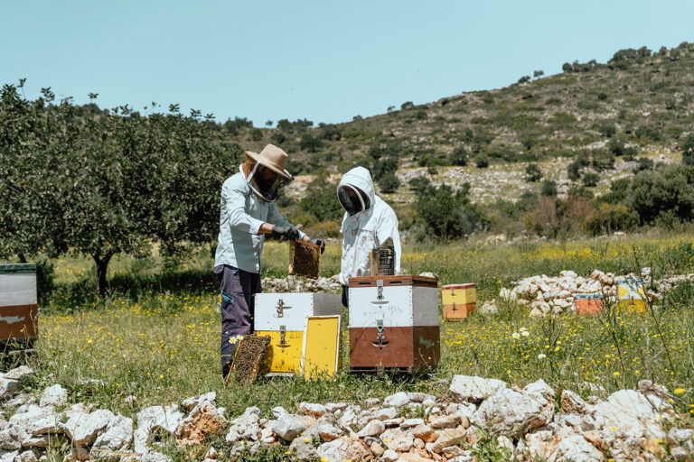 Semi-Private Jeep Safari | True Crete Melidoni Cave, Secrets of Honey, Olive Oil (680007)