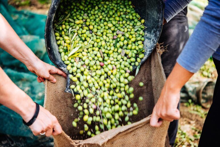 Cretan Delights: Semi-Private Wine and Olive Oil Tour with Lunch at Archanes Village (421117)