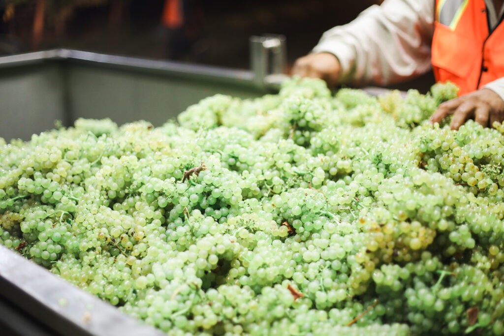 localtrips4u wine tours