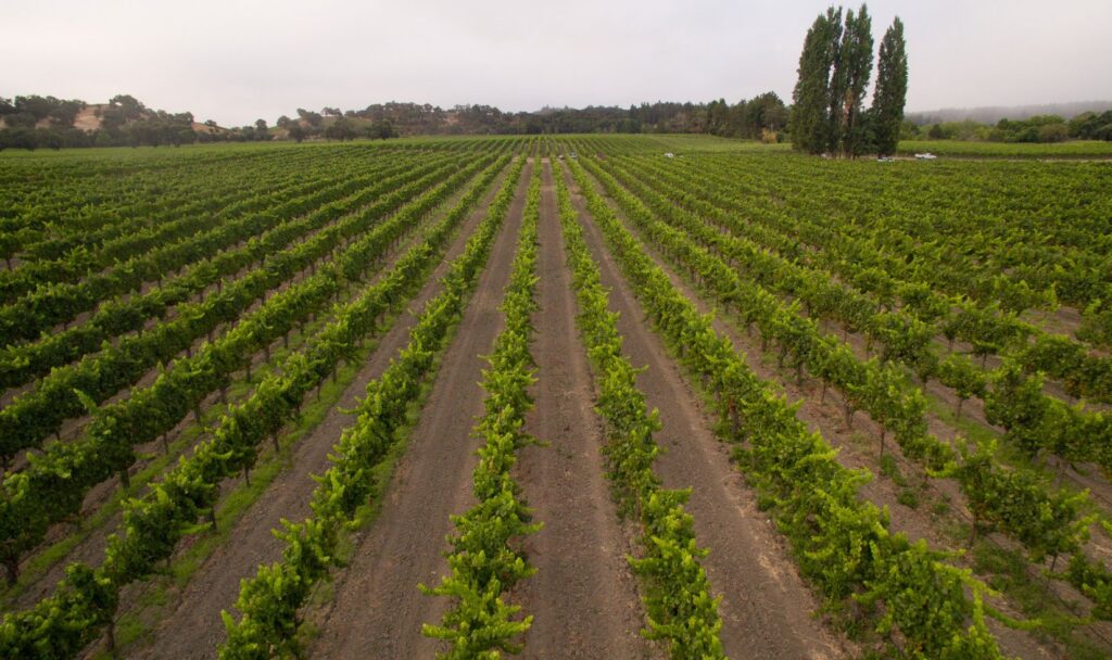 wine tours