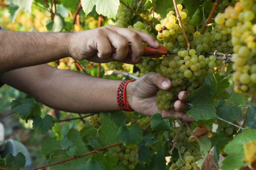 localtrips4u wine tours