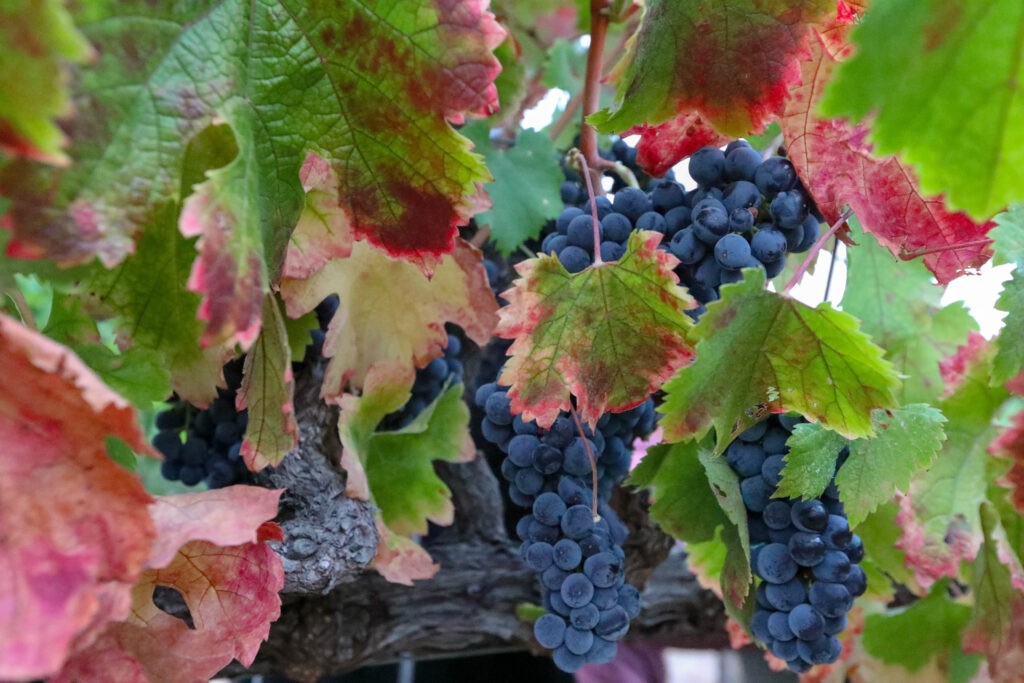 wine tours crete